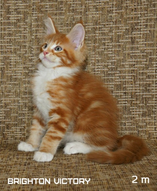 Brighton VICTORY, 2 месяца