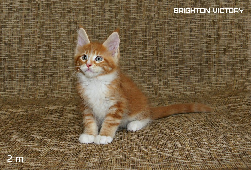 Brighton VICTORY, 2 месяца