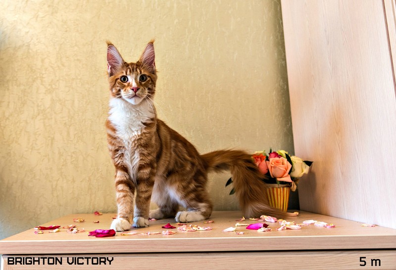 Brighton VICTORY, 5 месяцев 