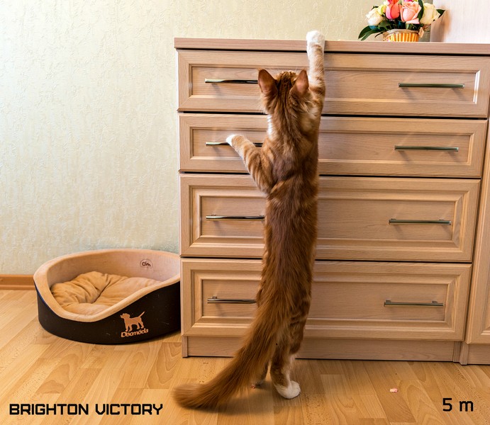 Brighton VICTORY, 5 месяцев 