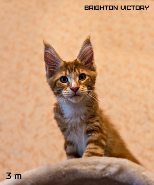 Brighton VICTORY, 3 месяца 