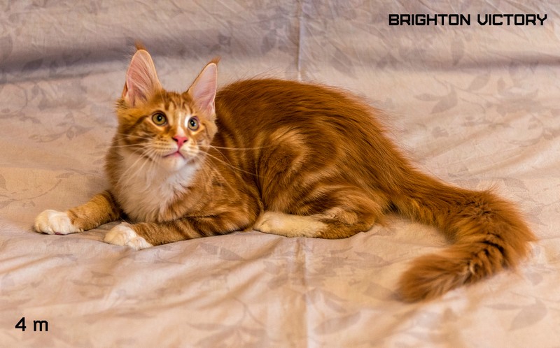 Brighton VICTORY, 4 месяца 