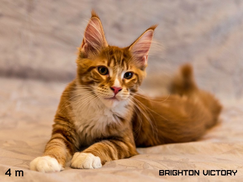 Brighton VICTORY, 4 месяца 