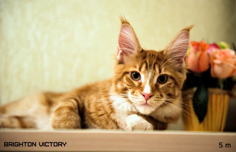 Brighton VICTORY, 5 месяцев 