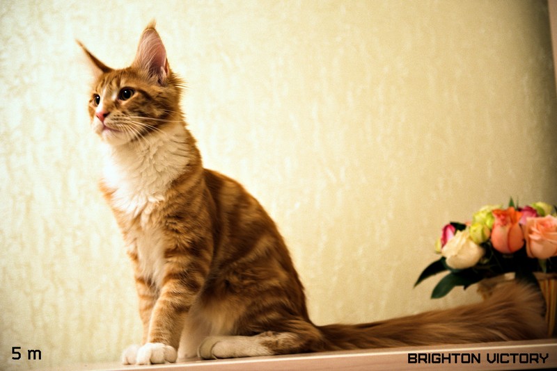 Brighton VICTORY, 5 месяцев 