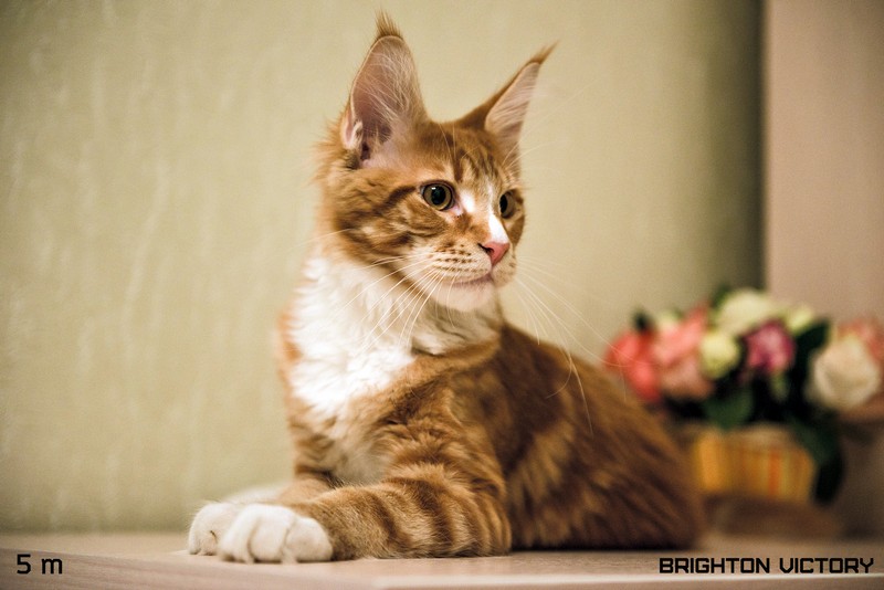 Brighton VICTORY, 5 месяцев 