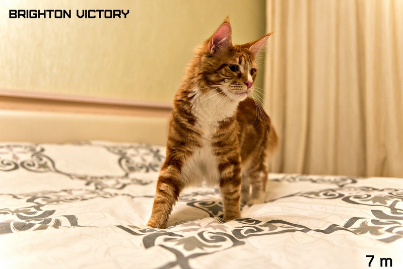 Brighton VICTORY, 7 месяцев