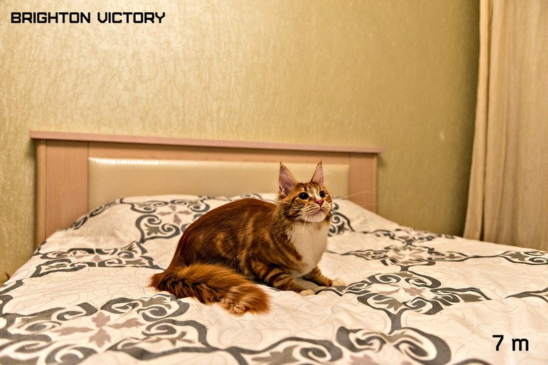 Brighton VICTORY, 7 месяцев