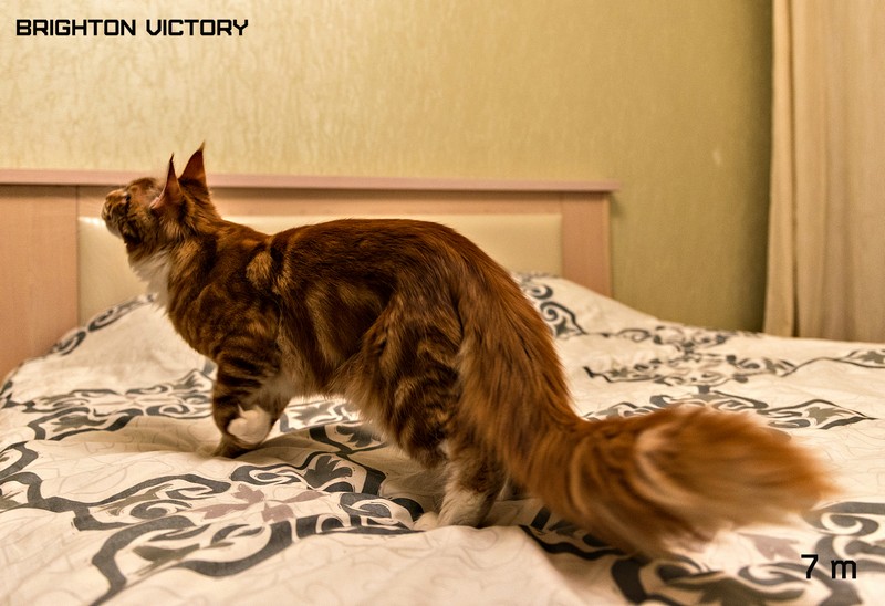 Brighton VICTORY, 7 месяцев