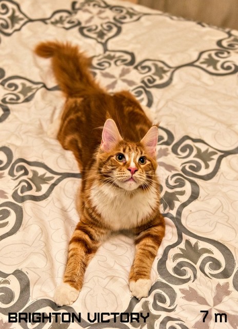 Brighton VICTORY, 7 месяцев