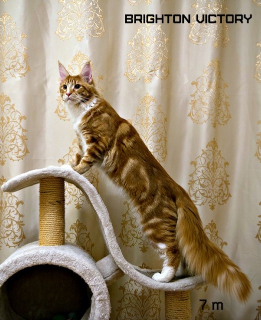 Brighton VICTORY, 7 месяцев