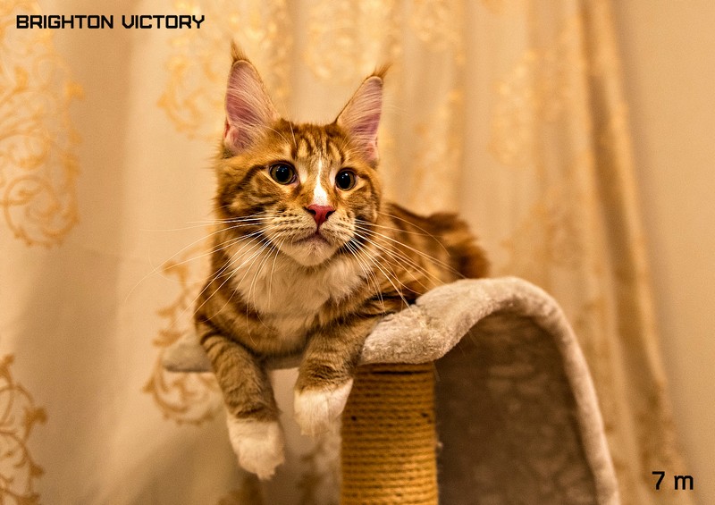 Brighton VICTORY, 7 месяцев