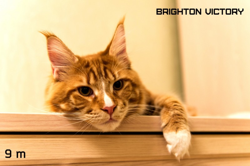 Brighton VICTORY, 9 месяцев