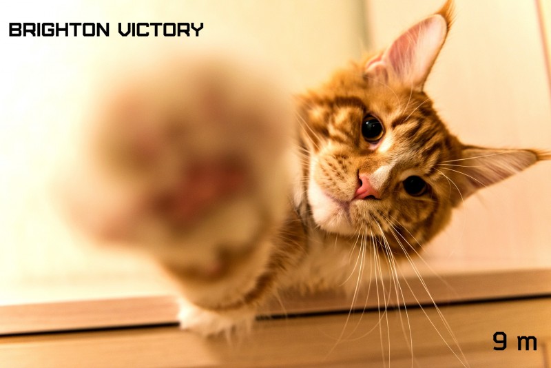 Brighton VICTORY, 9 месяцев