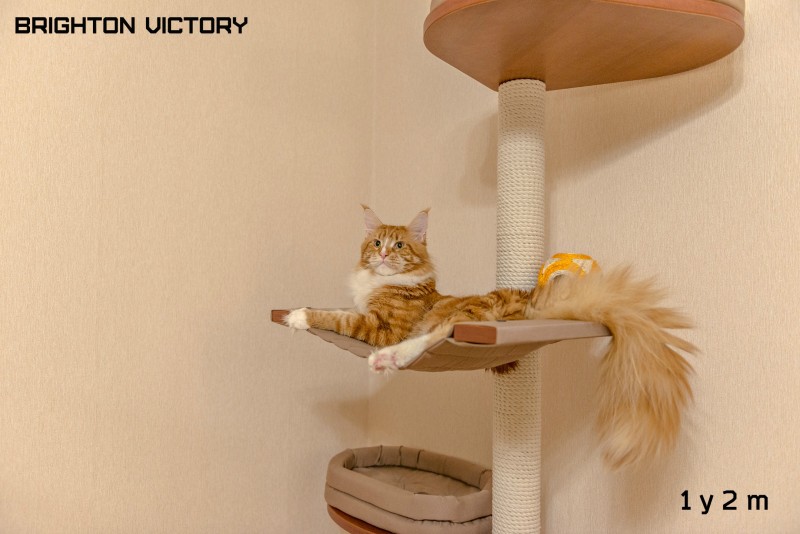 Brighton VICTORY, 1 год и 2 месяца