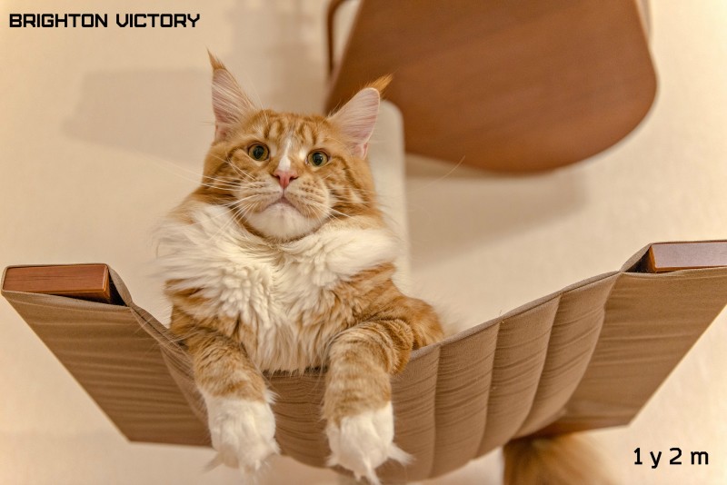 Brighton VICTORY, 1 год и 2 месяца