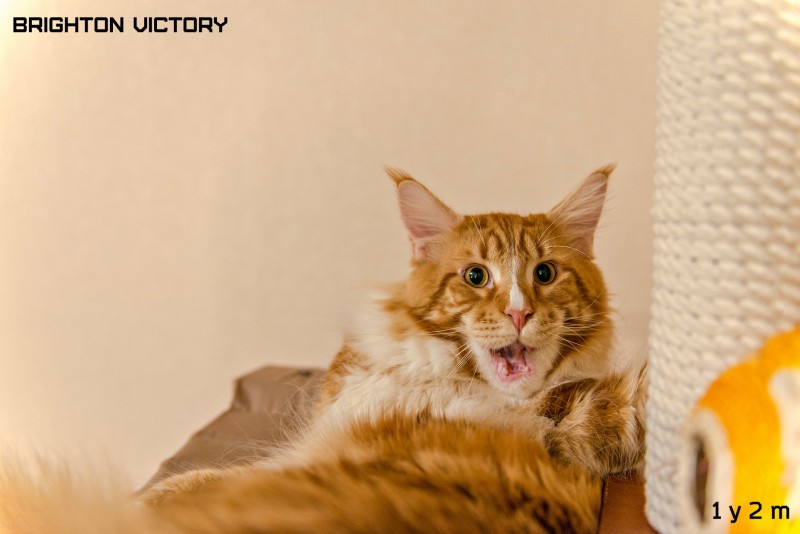 Brighton VICTORY, 1 год и 2 месяца