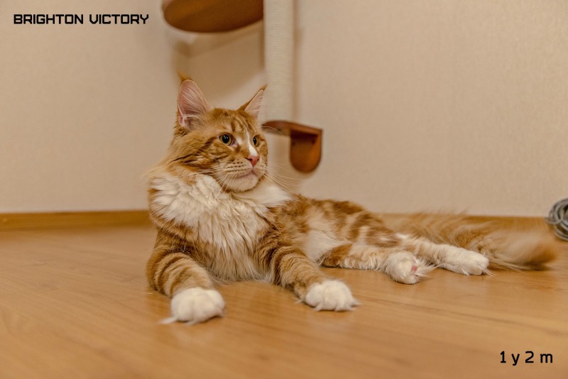 Brighton VICTORY, 1 год и 2 месяца