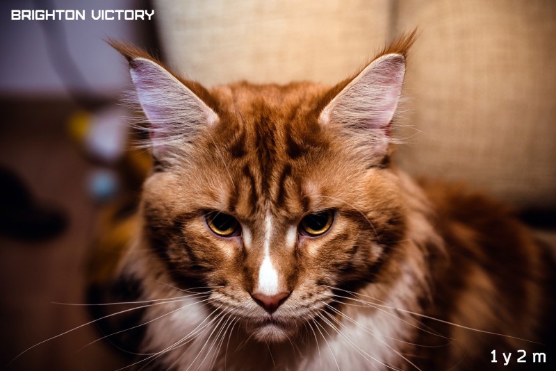 Brighton VICTORY, 1 год и 2 месяца