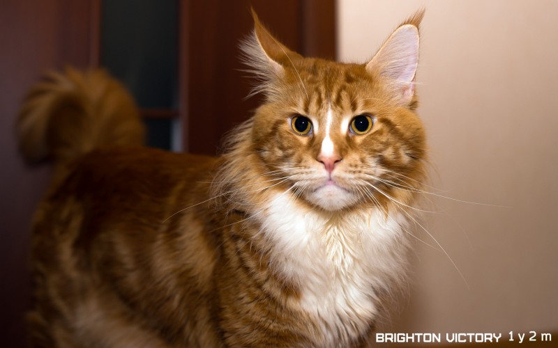 Brighton VICTORY, 1 год и 2 месяца