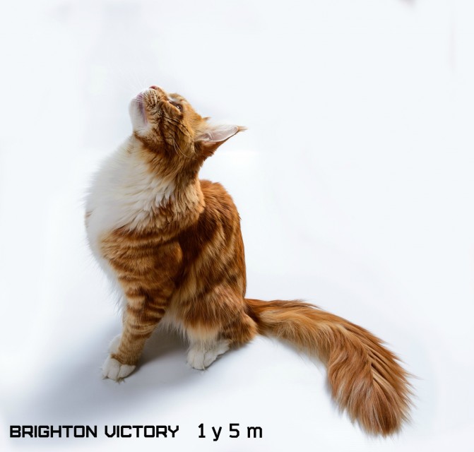 Brighton VICTORY