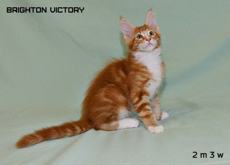 Brighton VICTORY, 2 месяца 3 недели