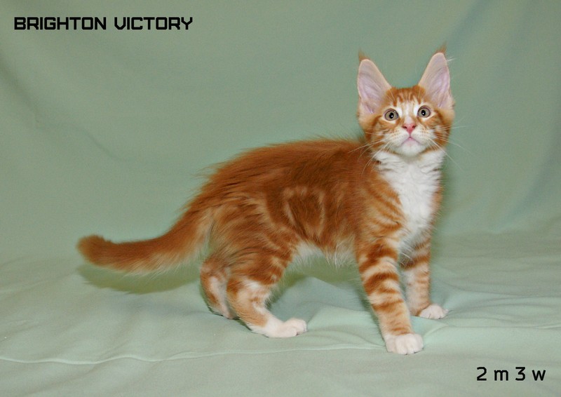 Brighton VICTORY, 2 месяца 3 недели