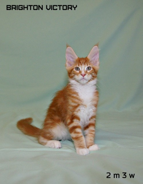 Brighton VICTORY, 2 месяца 3 недели