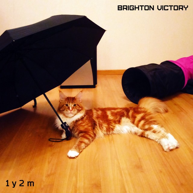Brighton VICTORY, 1 год и 2 месяца