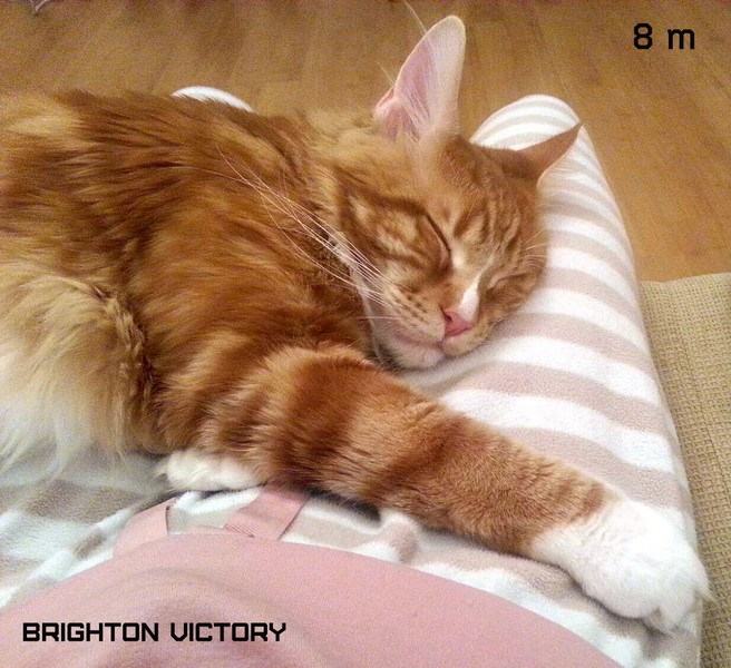 Brighton VICTORY, 8 месяцев