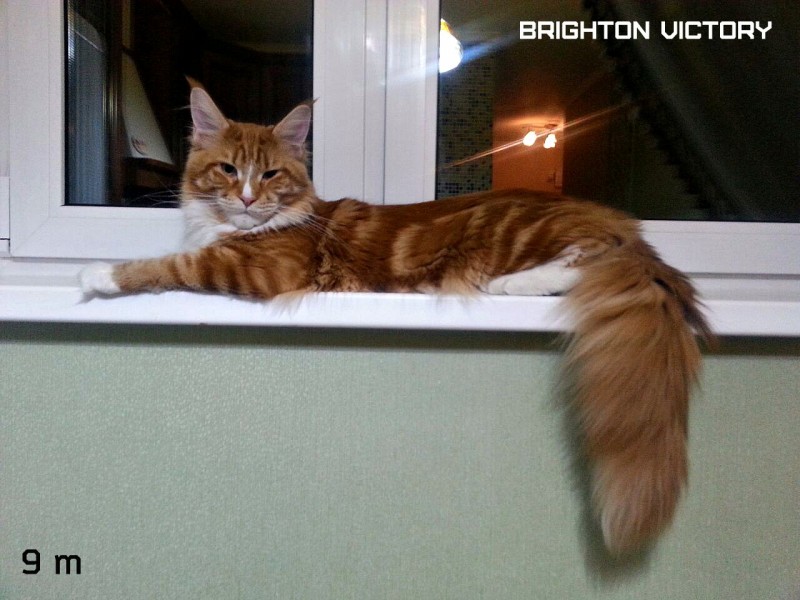 Brighton VICTORY, 9 месяцев