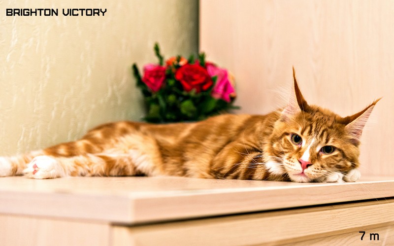 Brighton VICTORY, 7 месяцев