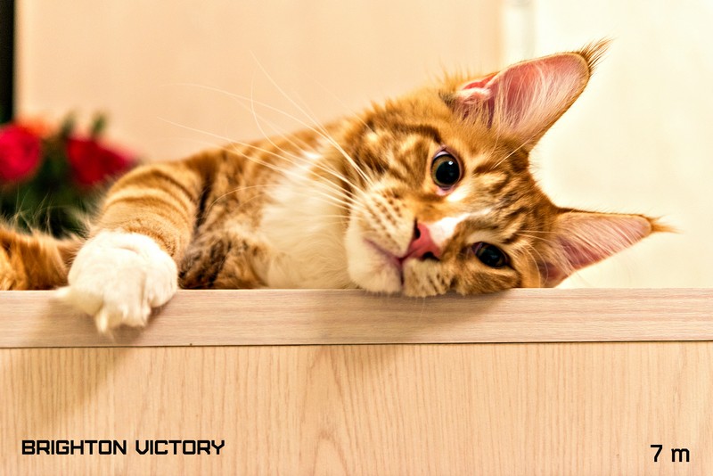 Brighton VICTORY, 7 месяцев