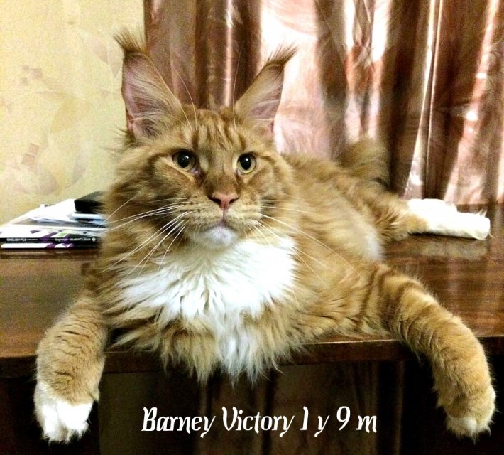 Barney Victory, год и 9 месяцев