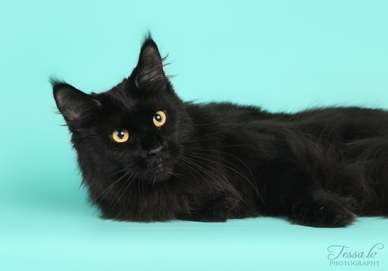 Bertha VICTORY, 1 год 5 месяцев, Латвия