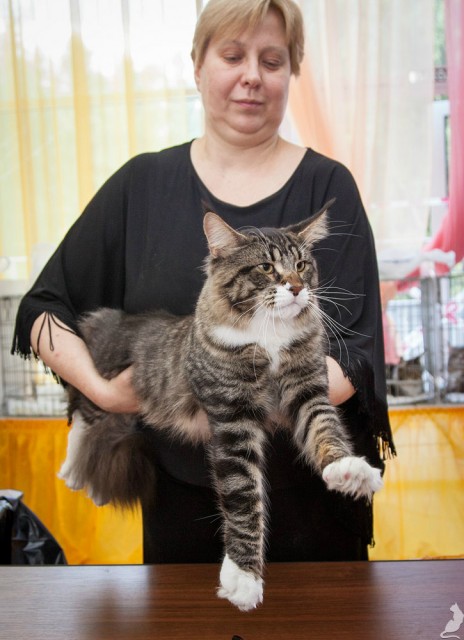 Вальтер, ICU, VICTORY