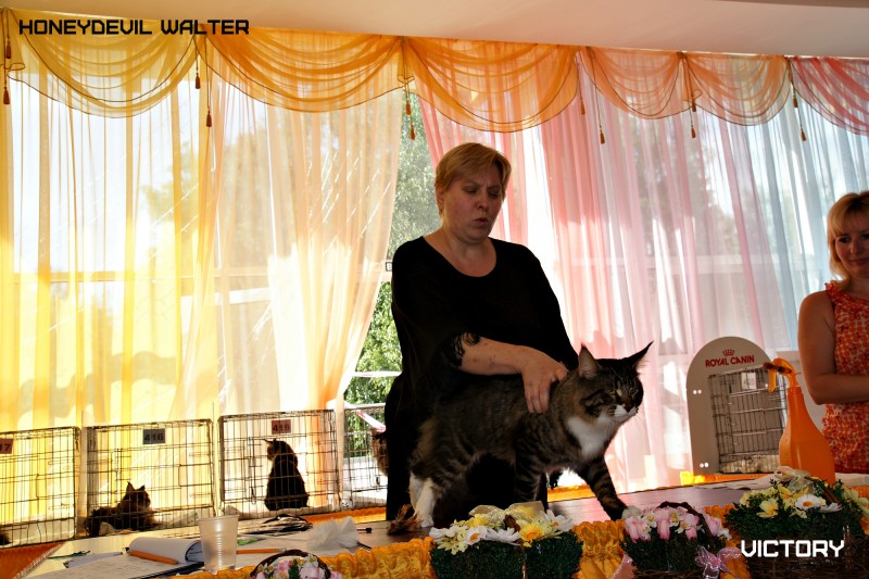 Вальтер, ICU, VICTORY