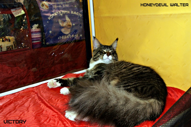 HoneyDevil Walter, VICTORY, Выставка "Гламур-Гранд"