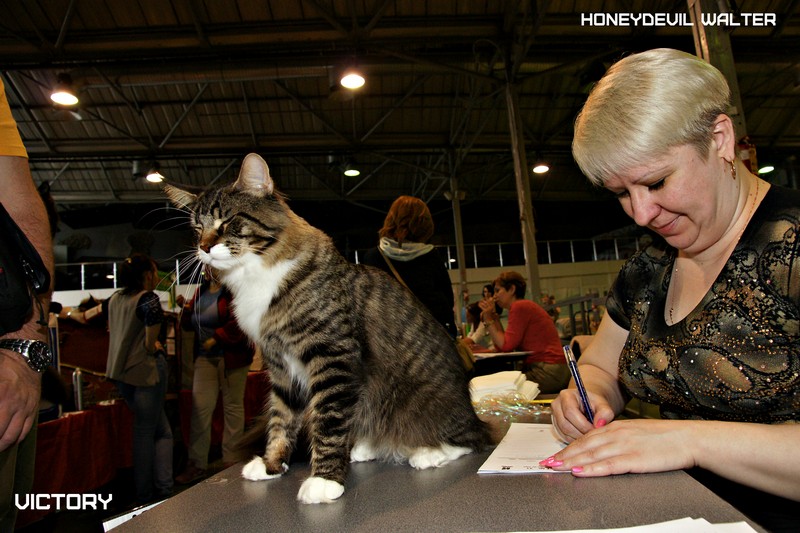 HoneyDevil Walter, VICTORY, Выставка "Гламур-Гранд"