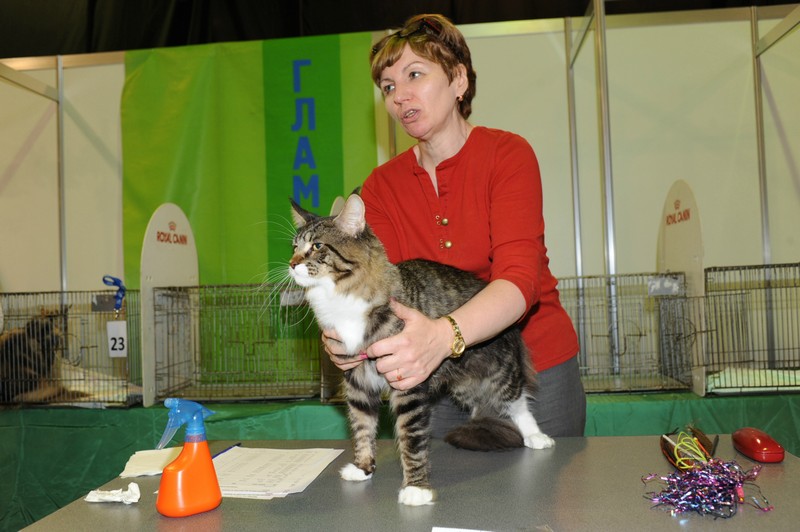 HoneyDevil Walter, VICTORY, Выставка "Гламур-Гранд"