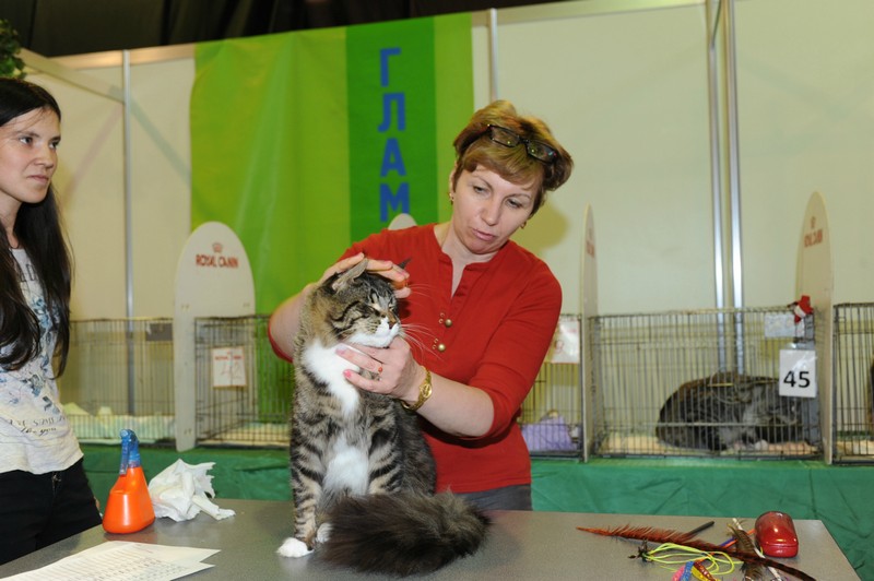 HoneyDevil Walter, VICTORY, Выставка "Гламур-Гранд"