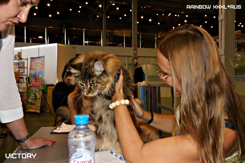 Rainbow XXXL*RUS, VICTORY, выставка "Гламур-Гранд"