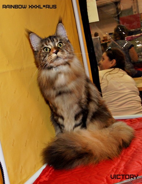 Rainbow XXXL*RUS, VICTORY, выставка "Гламур-Гранд"