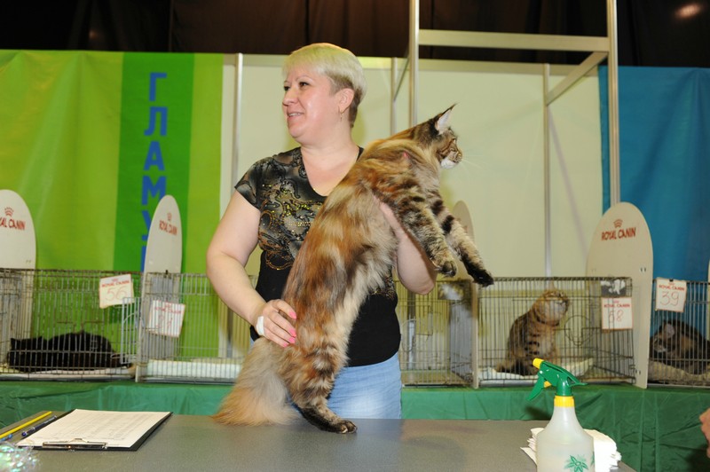 Rainbow XXXL*RUS, VICTORY, выставка "Гламур-Гранд"