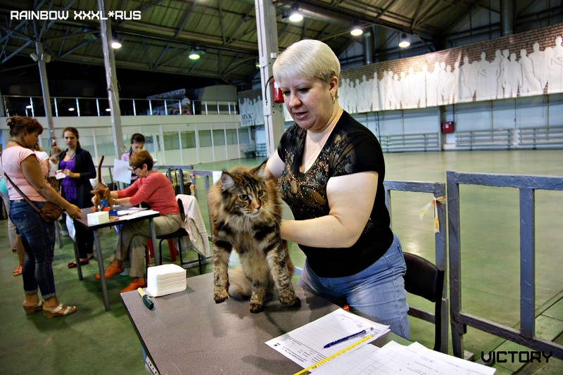 Rainbow XXXL*RUS, VICTORY, выставка "Гламур-Гранд"
