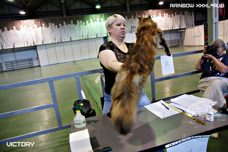 Rainbow XXXL*RUS, VICTORY, выставка "Гламур-Гранд"