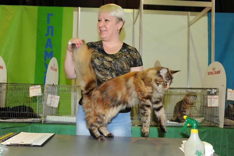 Rainbow XXXL*RUS, VICTORY, выставка "Гламур-Гранд"