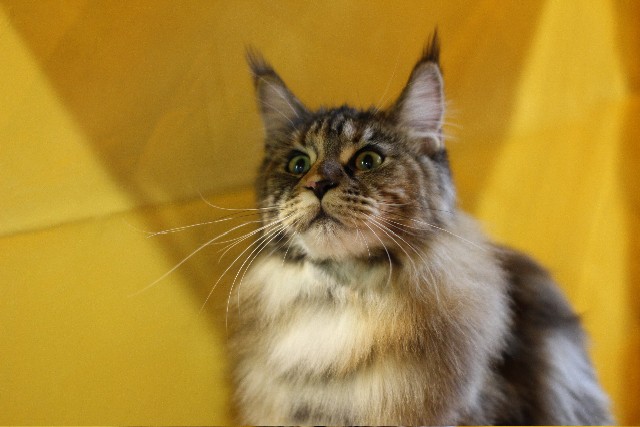 Rainbow XXXL*RUS, VICTORY, выставка "Гламур-Гранд"