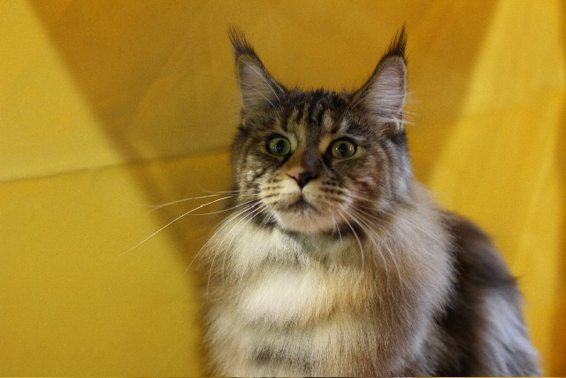 Rainbow XXXL*RUS, VICTORY, выставка "Гламур-Гранд"