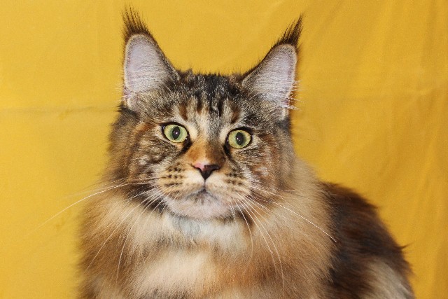 Rainbow XXXL*RUS, VICTORY, выставка "Гламур-Гранд"